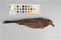 藏品(棕耳鵯)的圖片